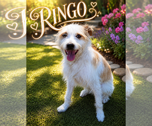 Australian Shepherd Dogs for adoption in Menifee, CA, USA