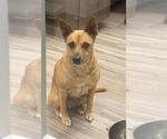 Small Black Mouth Cur