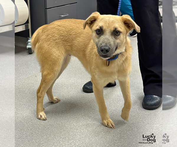 Medium Photo #3 Retriever -Unknown Mix Puppy For Sale in Washington, DC, USA