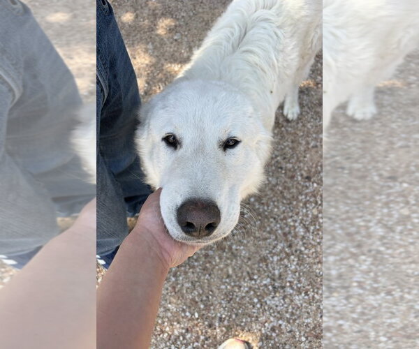 Medium Photo #2 Great Pyrenees-Unknown Mix Puppy For Sale in Grafton, WI, USA