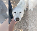 Small #1 Great Pyrenees Mix