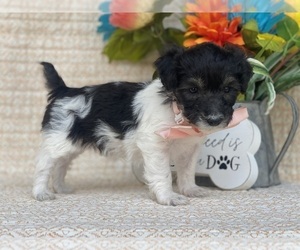 Poodle (Toy) Puppy for sale in LANCASTER, PA, USA