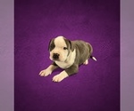 Puppy Puppy 5 American Bully