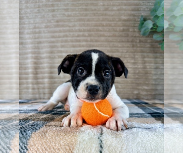 Medium Photo #3 Brat Puppy For Sale in GREENFIELD, IN, USA