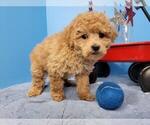 Small Photo #3 Goldendoodle-Poodle (Miniature) Mix Puppy For Sale in ORO VALLEY, AZ, USA