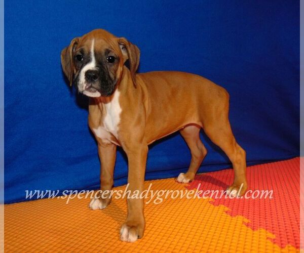 Medium Photo #10 Boxer Puppy For Sale in CABOOL, MO, USA