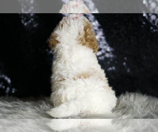 Medium Photo #23 Maltipoo Puppy For Sale in WARSAW, IN, USA