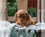 Small Dachshund