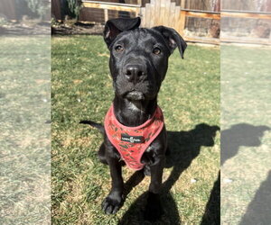 Labrador Retriever-Unknown Mix Dogs for adoption in Aurora, CO, USA