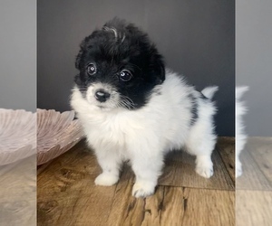 Pomeranian-Poodle (Toy) Mix Puppy for sale in PORTAGE, MI, USA