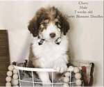 Puppy Chevy Bordoodle