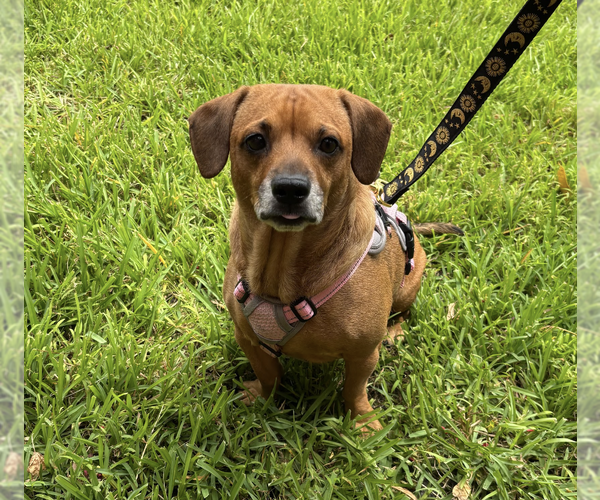 Medium Photo #1 Dachshund-Unknown Mix Puppy For Sale in Weston, FL, USA