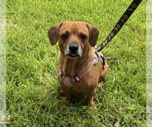 Dachshund-Unknown Mix Dogs for adoption in Weston, FL, USA