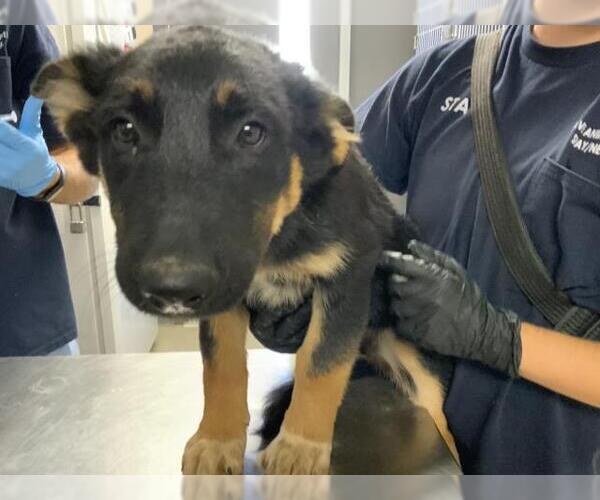 Medium Photo #1 German Shepherd Dog-Unknown Mix Puppy For Sale in Visalia, CA, USA