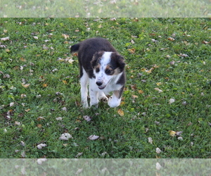 Australian Shepherd Puppy for sale in SEARS, MI, USA
