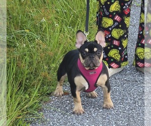 French Bulldog Puppy for sale in NORTH PORT, FL, USA