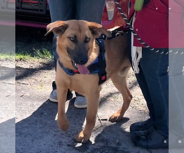 Medium Photo #1 Mutt Puppy For Sale in Hinton, WV, USA