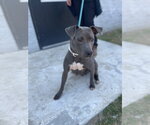 Small American Pit Bull Terrier Mix