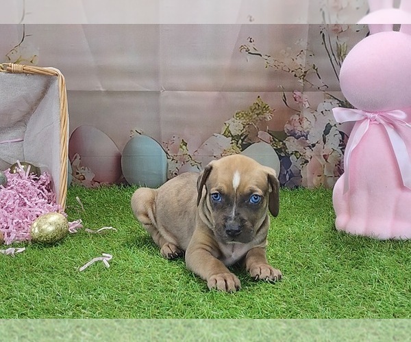 Medium Photo #9 Catahoula Leopard Dog Puppy For Sale in CUMBY, TX, USA