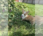 Small Photo #3 Pembroke Welsh Corgi Puppy For Sale in BEECH GROVE, IN, USA