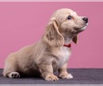 Small Photo #34 Dachshund Puppy For Sale in CROWLEY, TX, USA