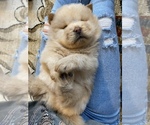 Small Photo #1 Chow Chow Puppy For Sale in MCHENRY, IL, USA