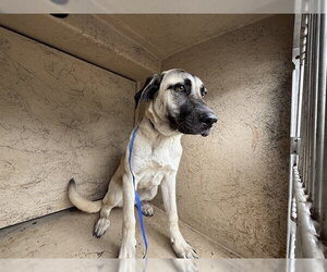 Anatolian Shepherd Dogs for adoption in Oklahoma City, OK, USA