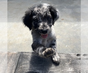 Bordoodle Puppy for sale in EUREKA, CA, USA
