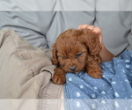 Small #1 Cavapoo