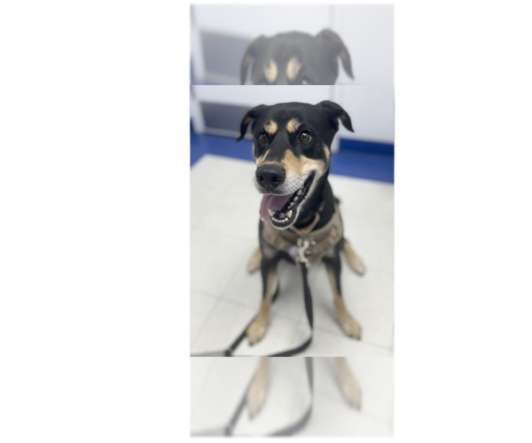 Medium Photo #21 Shepradors Puppy For Sale in Greenbelt, MD, USA