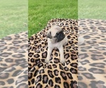 Small Photo #4 Pug Puppy For Sale in CORY, IN, USA