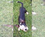 Small #2 Boston Terrier