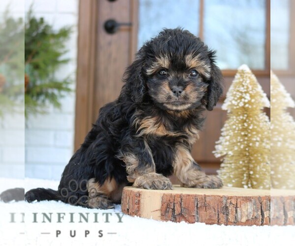 Medium Photo #3 Cavapoo (Miniature) Puppy For Sale in NARVON, PA, USA