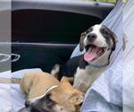 Small #1 German Shepherd Dog Mix