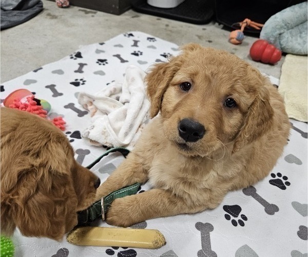 Medium Photo #20 Golden Retriever Puppy For Sale in EARLHAM, IA, USA