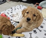 Small Photo #20 Golden Retriever Puppy For Sale in EARLHAM, IA, USA