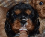 Small Photo #6 Cavalier King Charles Spaniel Puppy For Sale in DEERWOOD, MN, USA