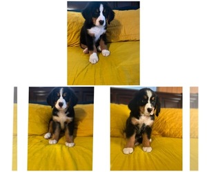 Bernese Mountain Dog Puppy for Sale in HASKELL, Oklahoma USA