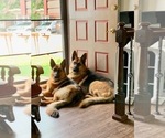 Small Photo #1 German Shepherd Dog Puppy For Sale in THORNTON, CO, USA
