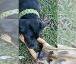 Small #3 Boxer Mix