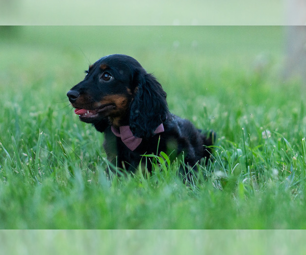 Medium Photo #40 Dachshund Puppy For Sale in WARSAW, IN, USA