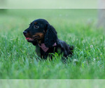 Small Photo #40 Dachshund Puppy For Sale in WARSAW, IN, USA