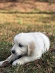 Small Photo #1 Golden Retriever Puppy For Sale in MACON, GA, USA