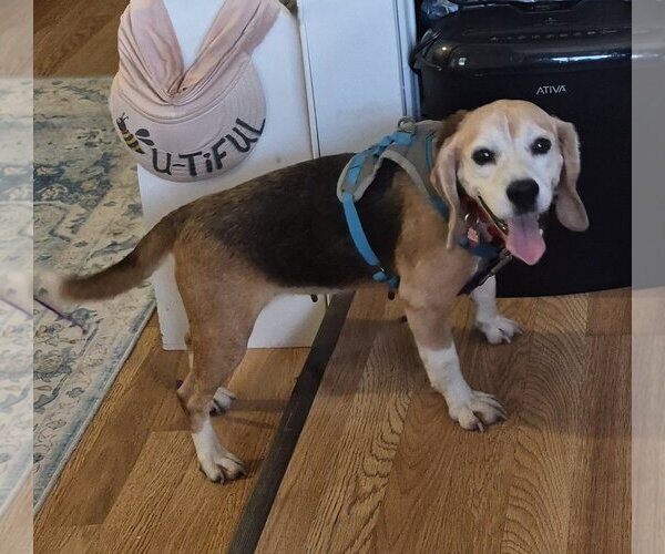 Medium Photo #4 Beagle Puppy For Sale in Dunnellon, FL, USA