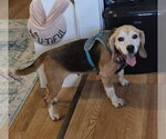 Small #3 Beagle