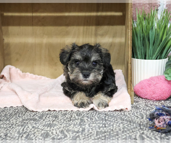 Medium Photo #2 Schnauzer (Miniature) Puppy For Sale in SYRACUSE, IN, USA