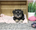 Small #1 Schnauzer (Miniature)