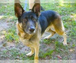 German Shepherd Dog-Unknown Mix Dogs for adoption in Tallahassee, FL, USA