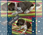 Small Photo #1 German Shorthaired Pointer Puppy For Sale in ELNORA, IN, USA