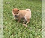 Small Photo #1 Shiba Inu Puppy For Sale in MERRITT IS, FL, USA